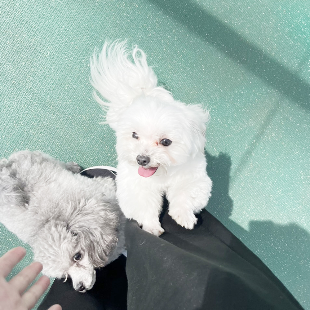 生徒が撮影したモデル犬写真♪①